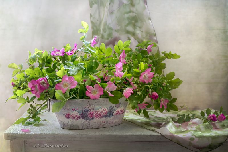 Дикий шиповникphoto preview