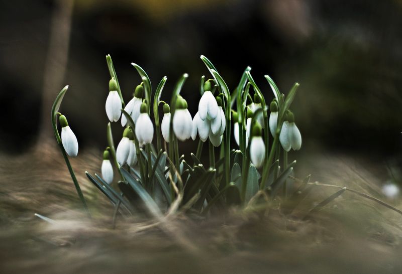 nature, flowers, nikon, day, beauty Flowersphoto preview