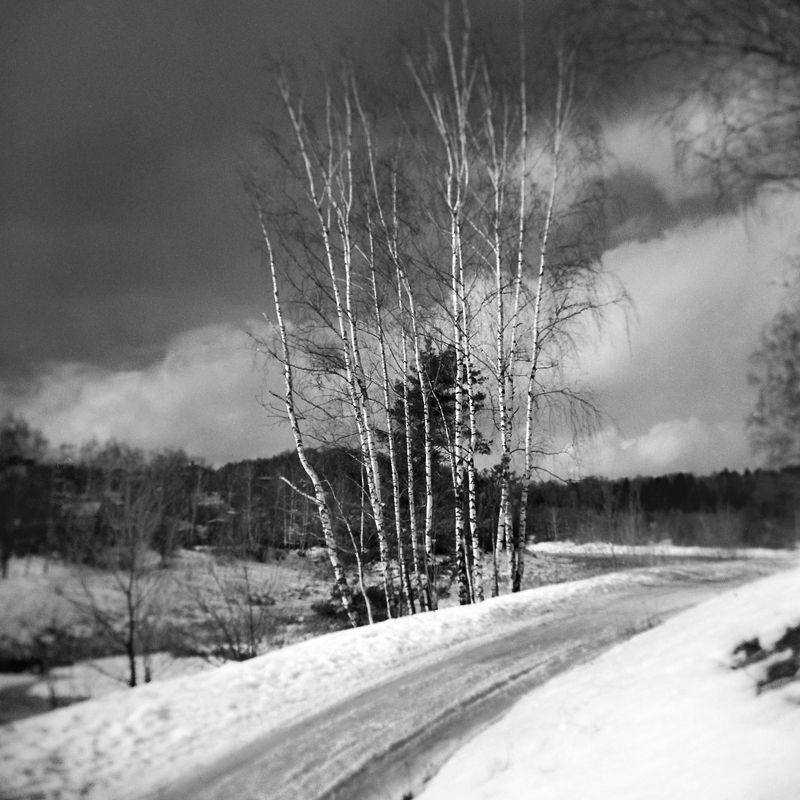 holga, весна, лес, дорога \