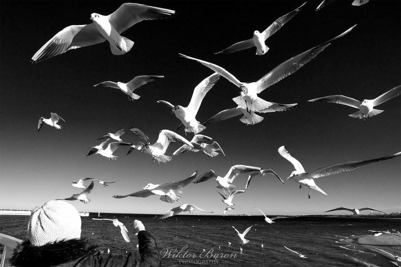 Mewy na Molo w Sopociephoto preview