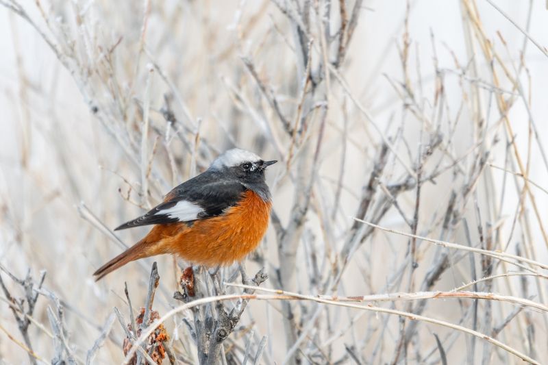 Краснобрюхая горихвостка, Алтай, Чуйская степь, зима, январь Зимовкаphoto preview