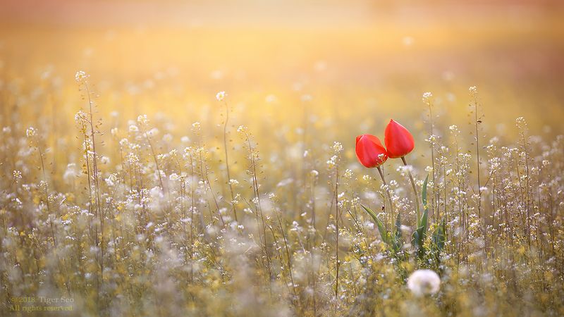 tulip red sunshine flower light spring red twinphoto preview