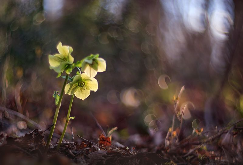 Морозникphoto preview