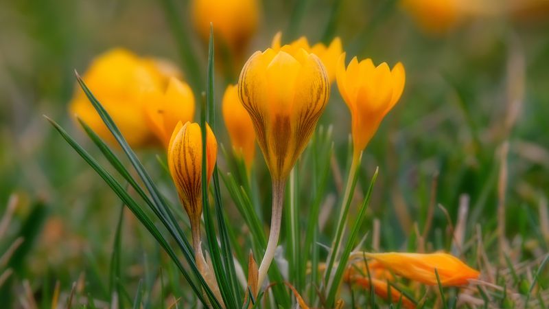 весна Цветение крокусовphoto preview