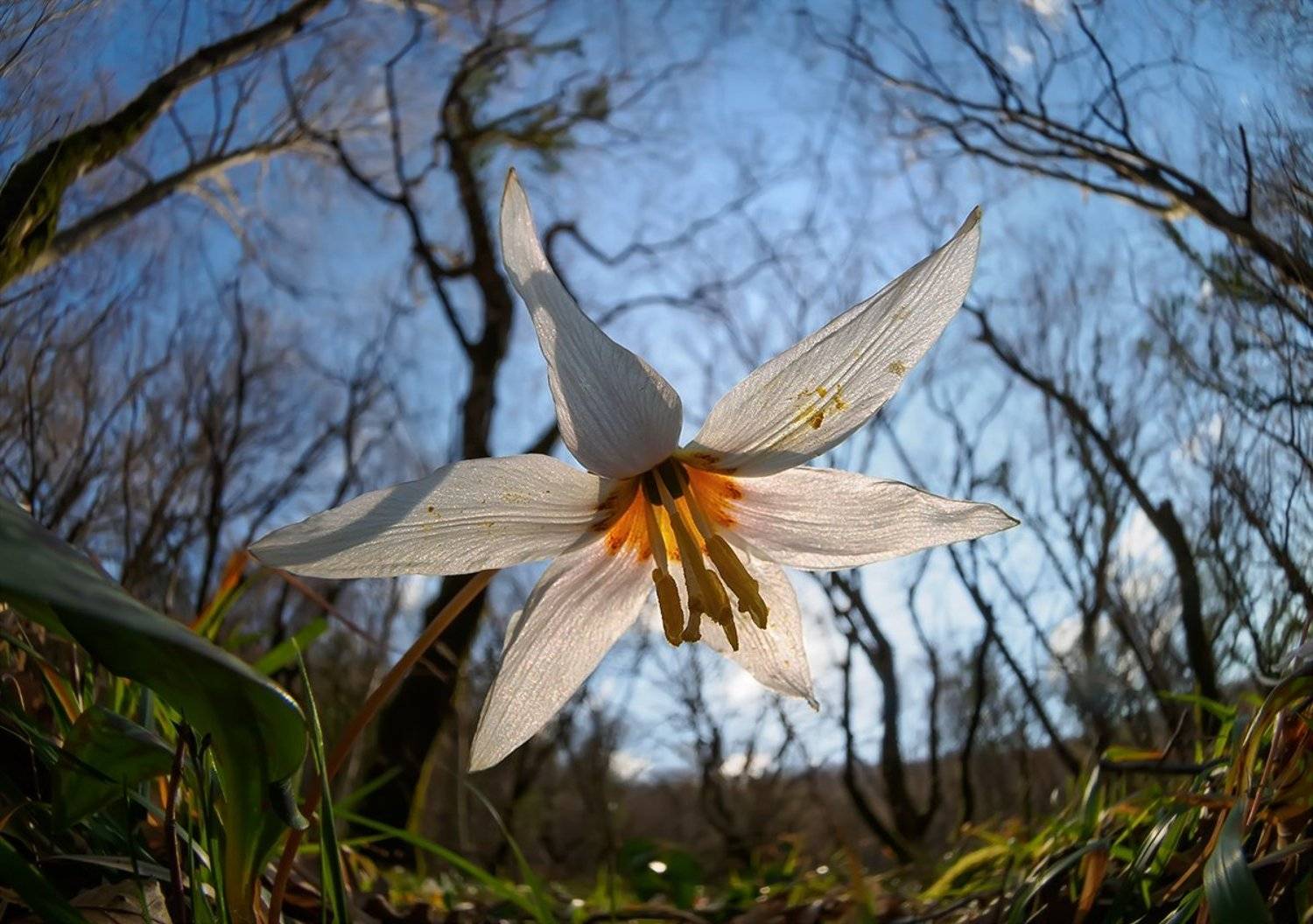кандык, Валерия Зверева