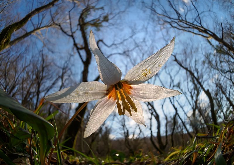 кандык Я подарю тебе эту звезду...photo preview