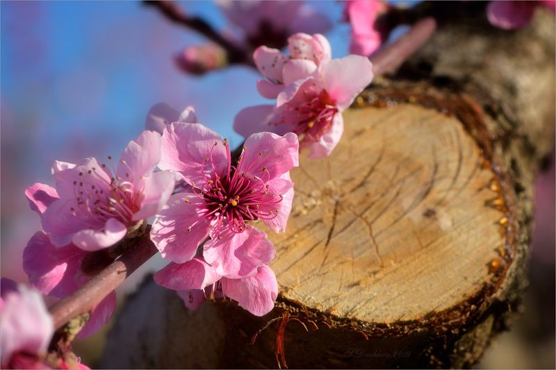 персик, цветы, сад, весна Новая жизньphoto preview