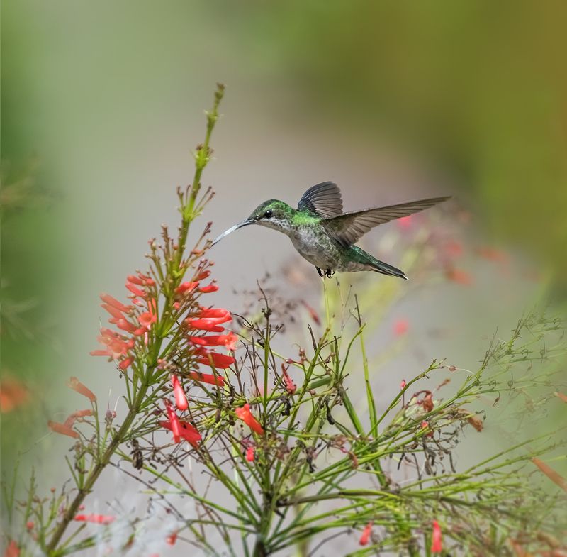 Hummingbirdphoto preview
