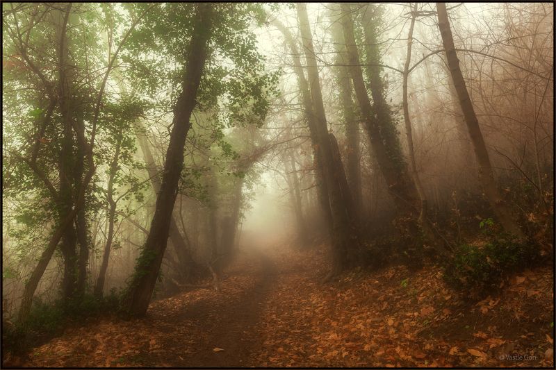 italy,monte venda,colli euganei,тропинка,италия,эвганские холмы,монте венда,туман,morning,colors,fog Тропинка в туман... фото превью