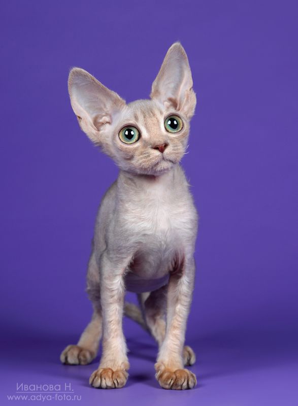 Инопланетяне существуют..photo preview