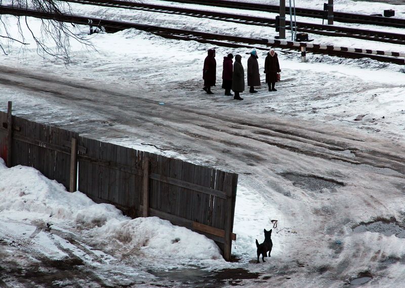 belarus gomel winter dog snow беларусь гомель зима собакаснег Snow patrolphoto preview