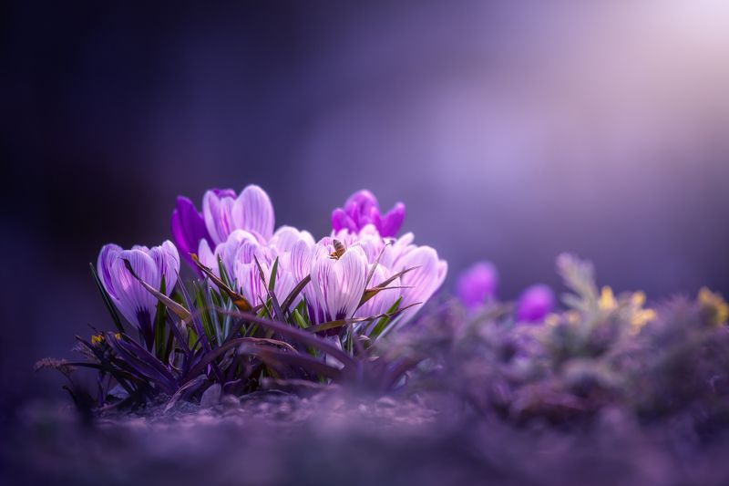 crocus purple pink light spring flower shine color color of springphoto preview