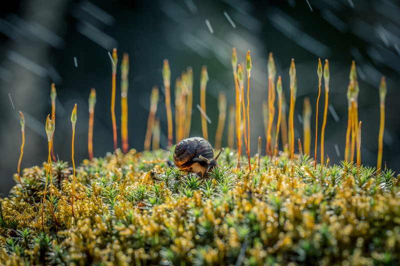 макро, улитки, улитка photo preview