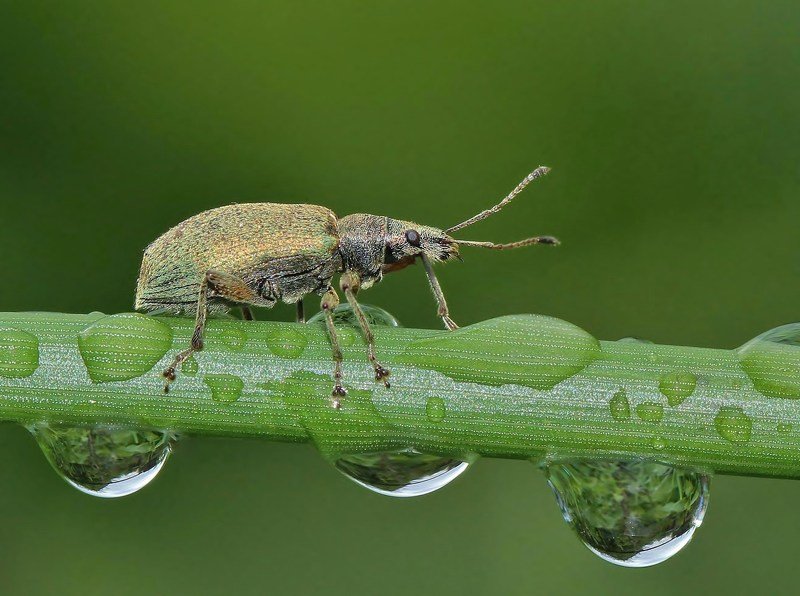 природа , насекомые , жук , капли , макро после дождяphoto preview