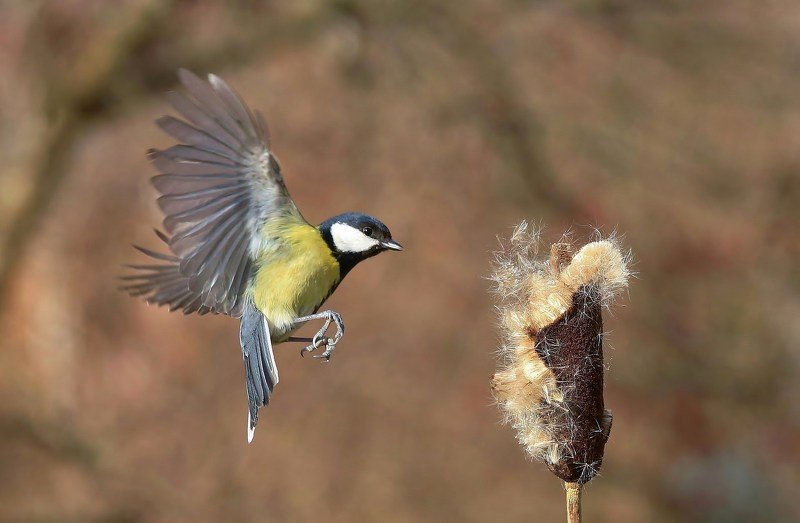 природа , птицы , синица , полёт *****photo preview
