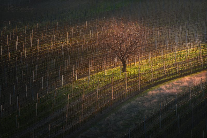 чехия, южная моравия, south moravia, czech, рапс NUDITYphoto preview
