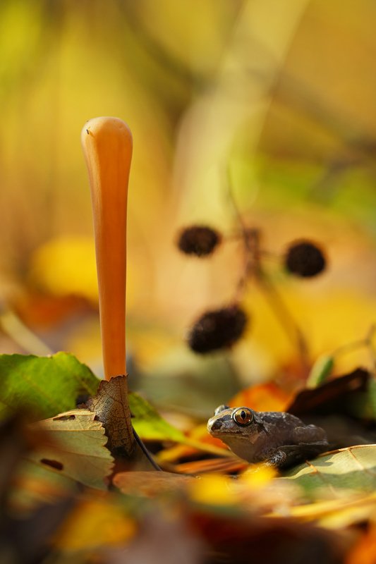 клавариадельфус, язычковый, clavariadelphus, ligula, чесночница, pelobates,fuscus, самарский, лес, гриб, макро В мечтах о принце)photo preview