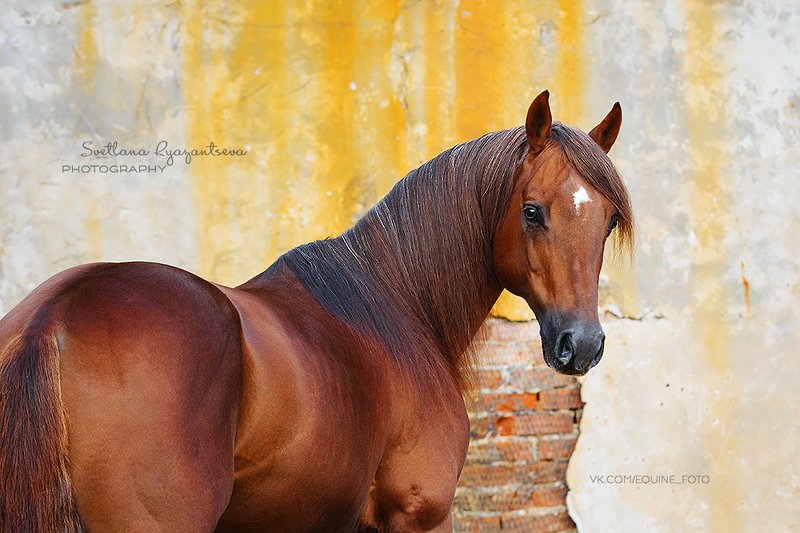 horse, лошадь, лошади, portrait яркийphoto preview