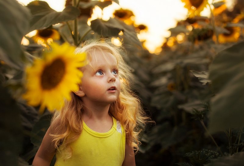 полсолнухи, девочка, поле, закат, photo preview