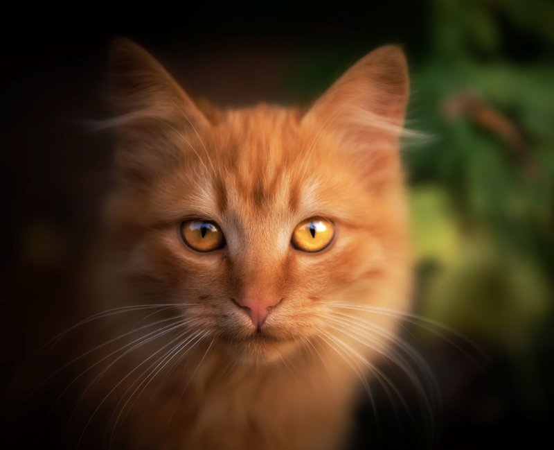 кот, рыжий Рыжее счастьеphoto preview