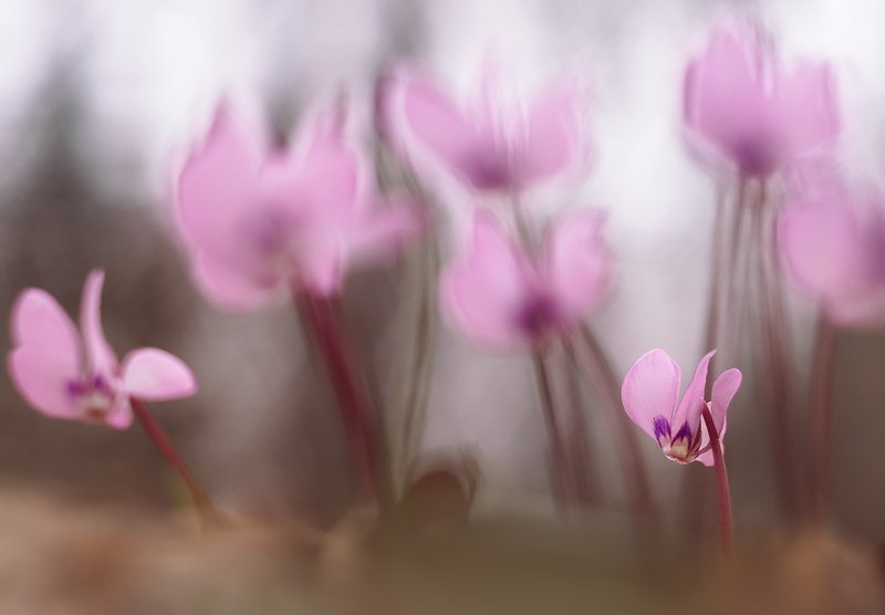 цикламен Розовые грезы :)photo preview