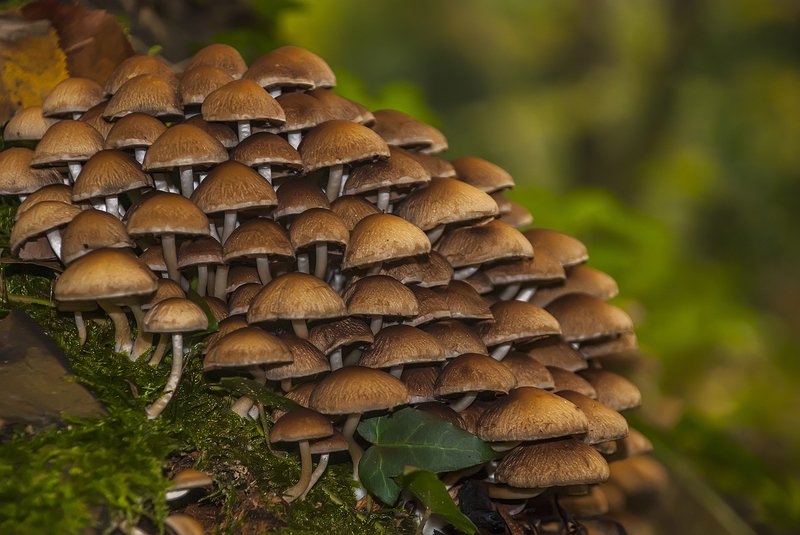 mushroomsphoto preview