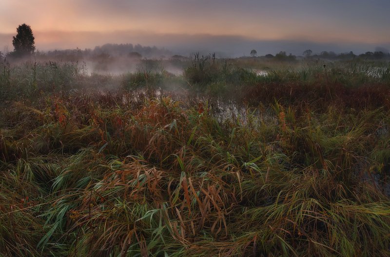осень, рассвет, пейзаж, ленобласть, природа, туман Осень на болотах...photo preview