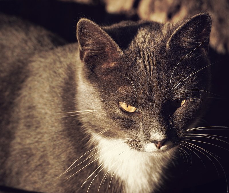 животное, животные, кот, коты, кошка, кошки желтоглазphoto preview