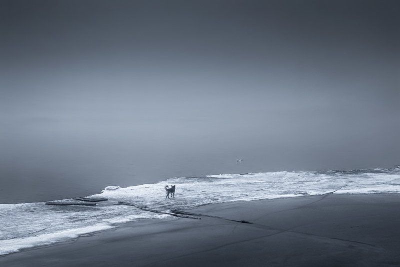 весна туман ледоход река вода льдина собака На льдинеphoto preview