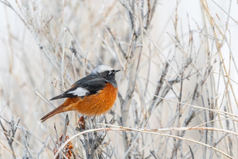 Краснобрюхая горихвостка, Алтай, Чуйская степь, зима, январь Зимовкаphoto preview