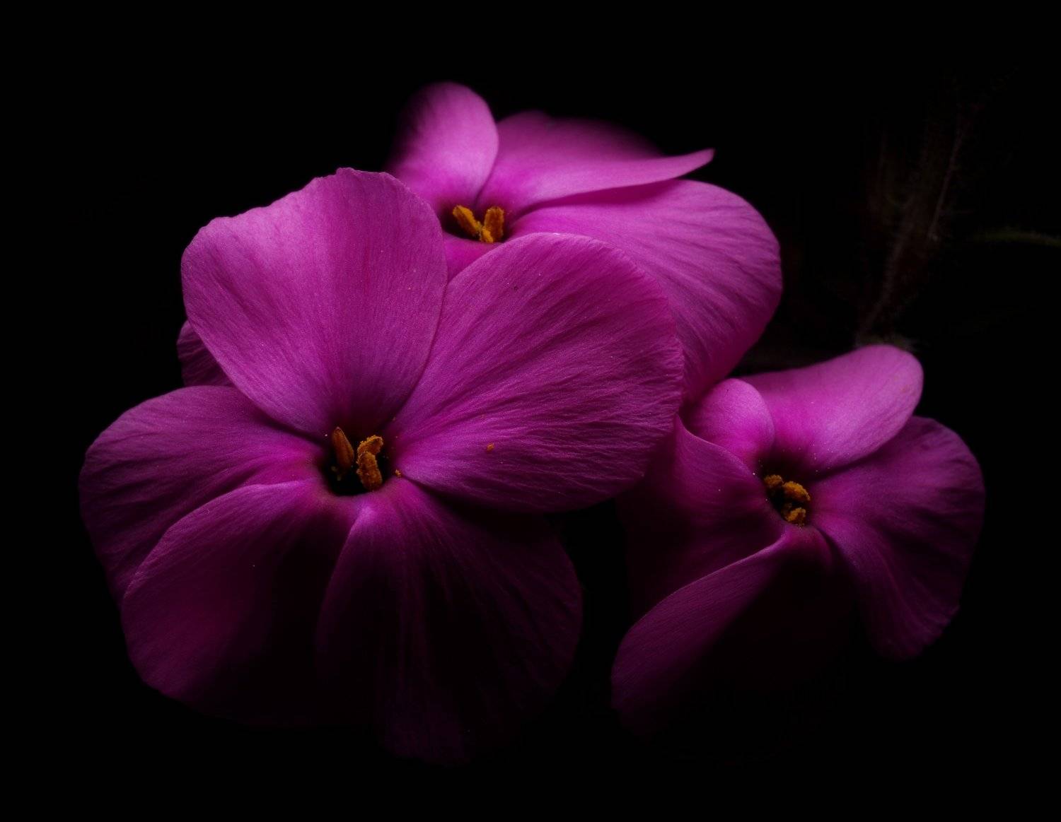 ***. Автор: Alexander Svetlov , Alexander Svetlov