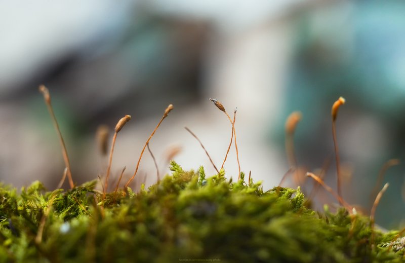 макро, весна, природа, гелиос Пробуждение весныphoto preview