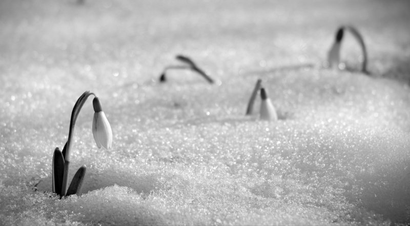 веснаphoto preview