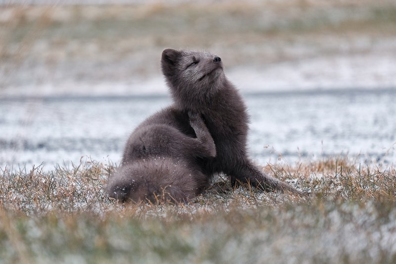 arctic fox, fox, animal, iceland, winter Arctic foxphoto preview