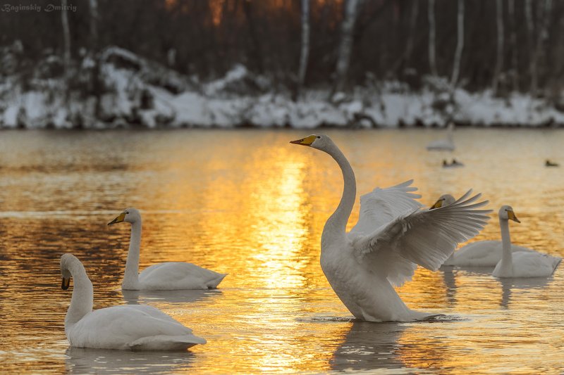 Лебеди озера Светлое.photo preview