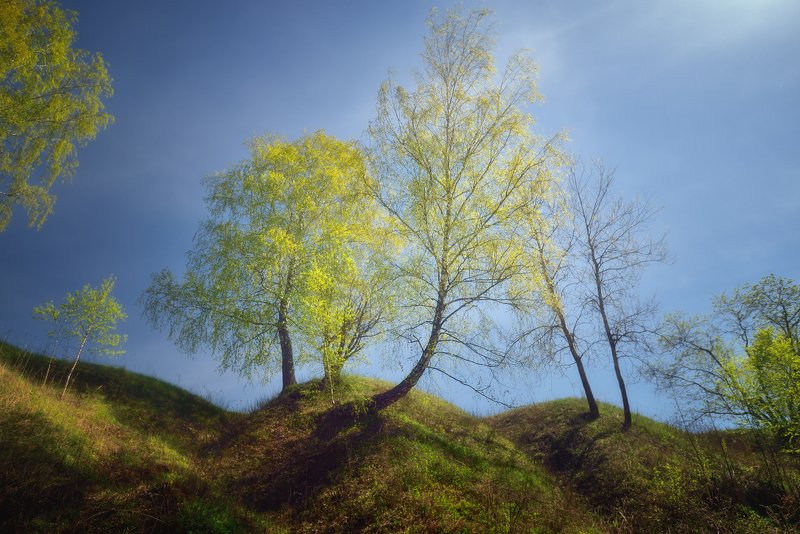 Молодая зеленьphoto preview