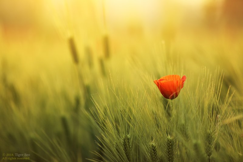 poppy barley red green light sun farm spring flower red in barleyphoto preview