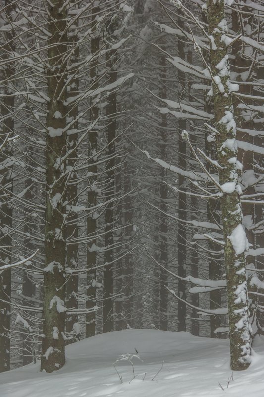 landscape winter mountains snow fog photography photo canvas wallpaper nature trees frame view  Winter in the Vladeasa Mountains.photo preview