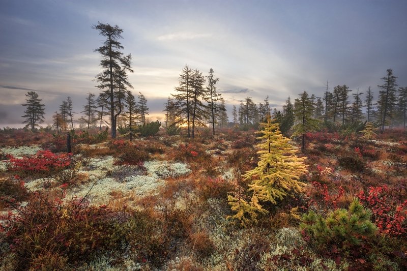 2018, россия, колыма, утро, осень, краски, лиственницы, мох, солнце, туман, тучи В золотомphoto preview