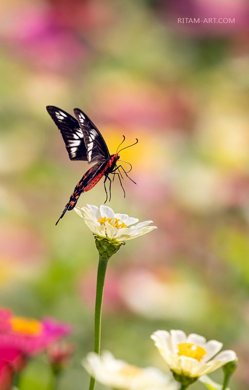 бабочка, парусник, pachliopta hector, crimson rose, индия, ритам, мельгунов, стихи, поэзия, ritam, melgunov, poetry Солист баЛета / Summer-Ballet Solophoto preview