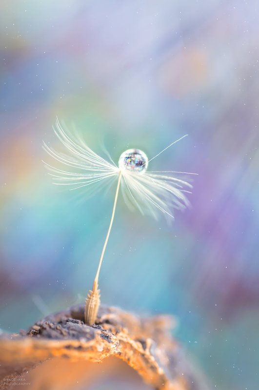 макро, пушинка, капля, радуга, macro, feather, drop, rainbow, fuzz ***photo preview