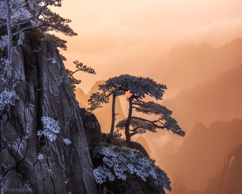 Одинокое деревоphoto preview