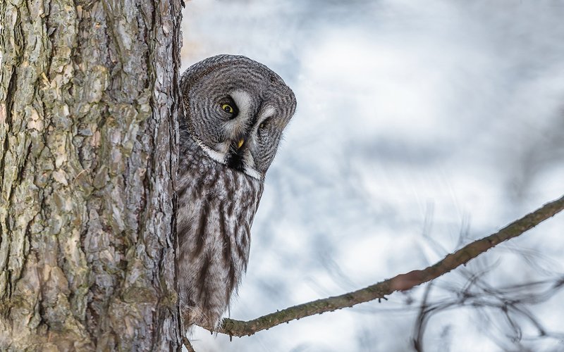 птица, дикая птица, хищная птица, орнитология, дикая природа, фотоохота, неясыть, бородатая неясыть Бородатая неясытьphoto preview