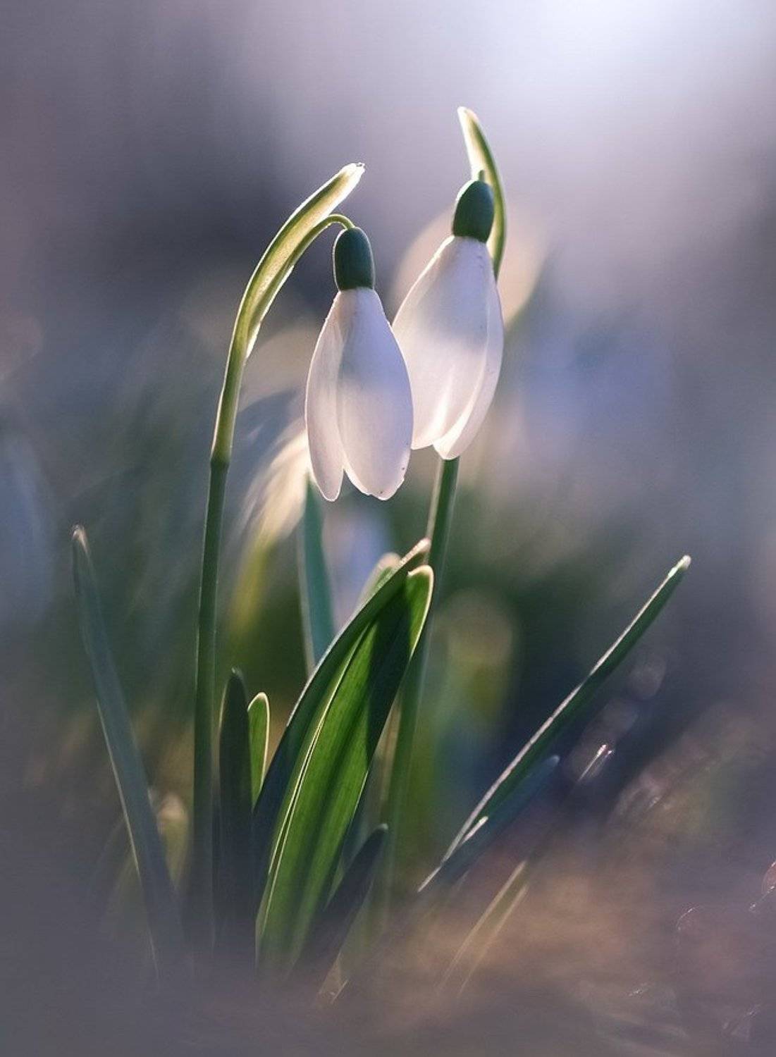 , Вячеслав Мищенко