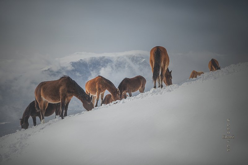 зима. Крым. фото превью