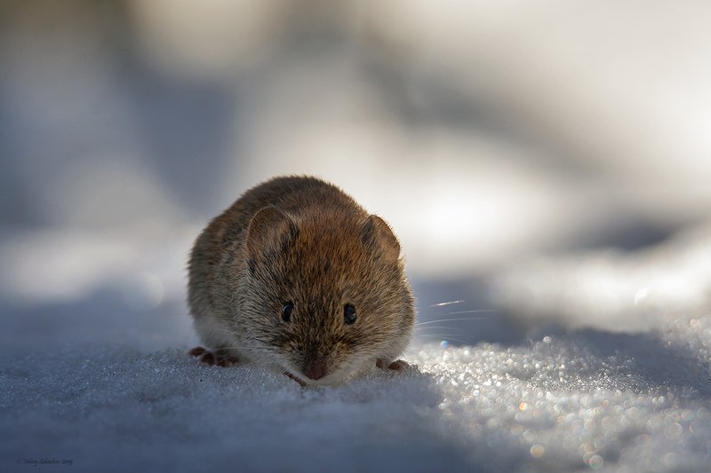 Приветphoto preview