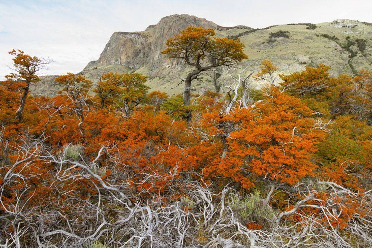el chalten, Родислав Дрибен
