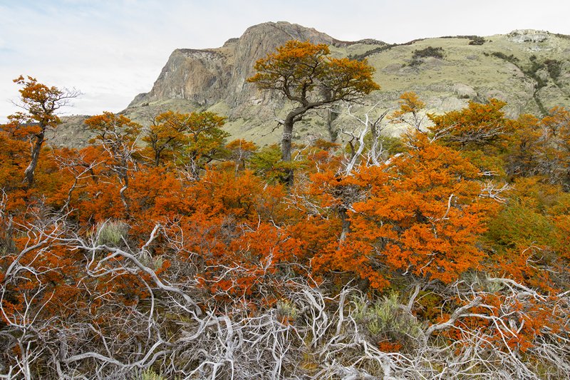 el chalten Фрагмент пейзажа Ель Шальтена фото превью