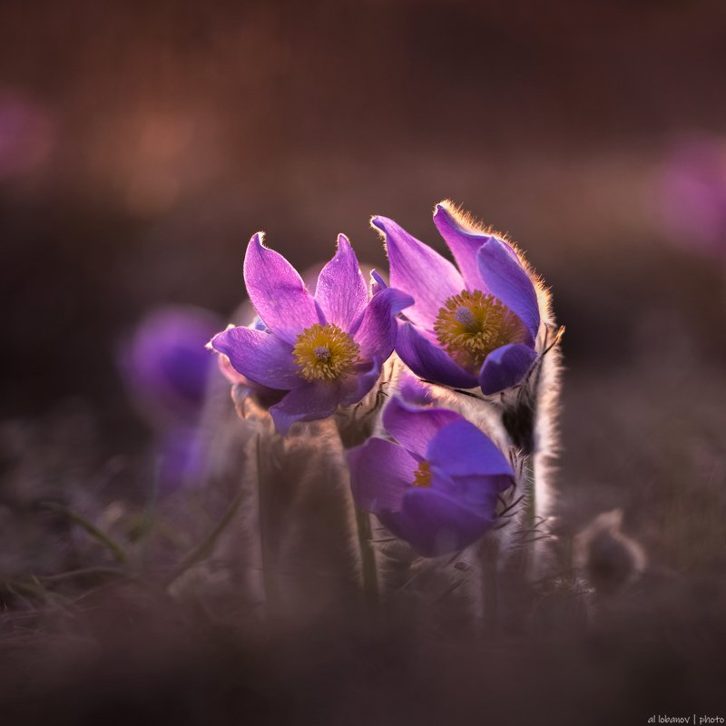 Свет вечерней Звездыphoto preview