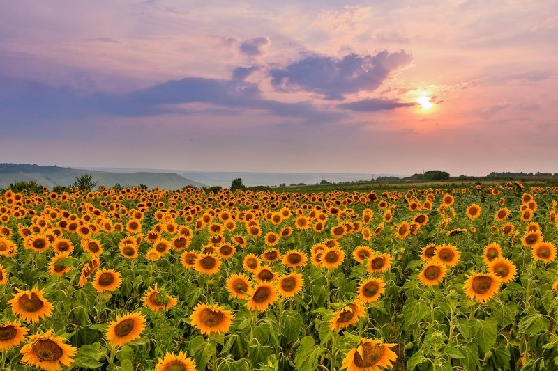 Ukraine. Summerphoto preview